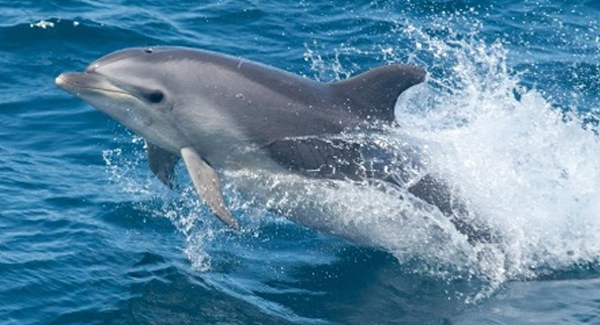 Dolphin | Marine Life | Palm Beach Vision Electric Boat Rental